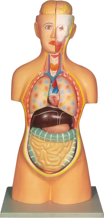 HUMAN TORSO, WITH HEAD, HALF SIZE